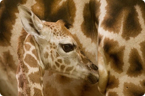 В зоопарке Праги родился 11-ый детеныш жирафа