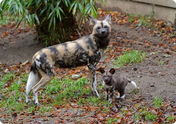 Детеныши гиеновидной собаки из зоопарка Эдинбурга