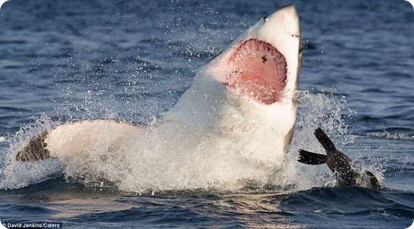 Морской котик избежал челюстей большой белой акулы