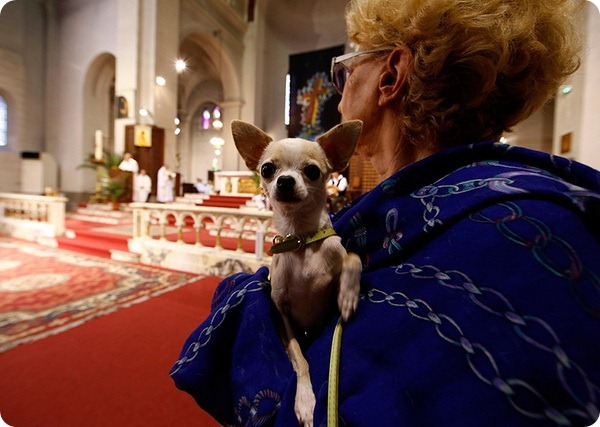 В католических странах прошли мессы для животных