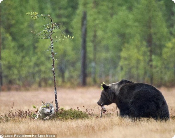Необычная дружба между медведем и волчицей