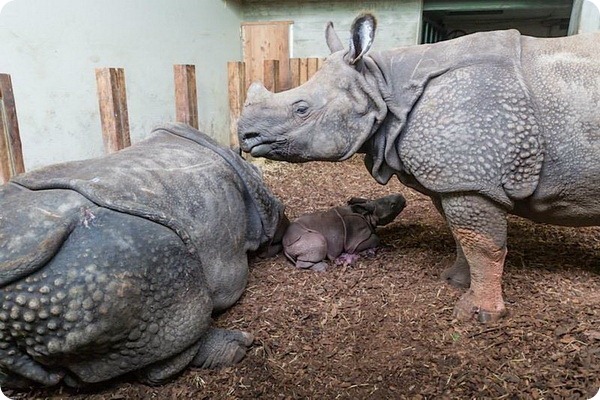 Детеныш индийского носорога из зоопарка Базеля