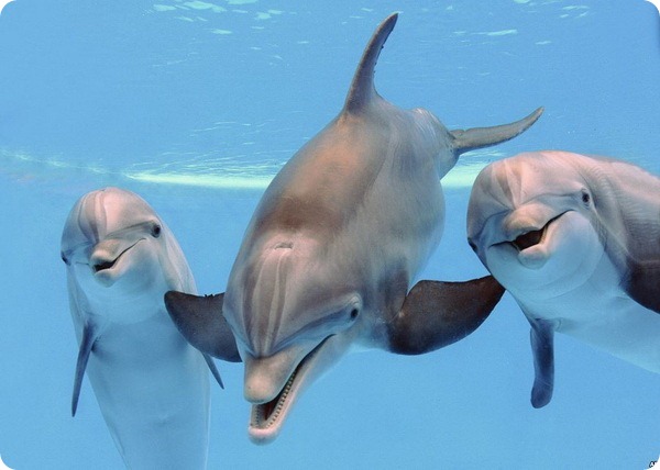 В зоопарке Брукфилда родился дельфиненок