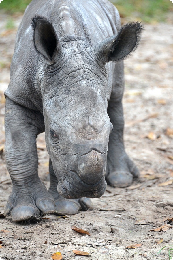 Зоопарк Тампы представил нового детеныша носорога