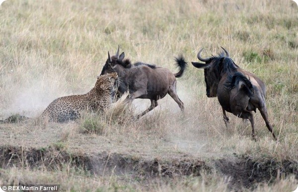 Антилопа Гну спасла своего детеныша от леопарда