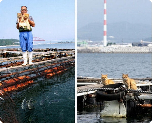 Уважаемые кошки с рыбной фермы в Японии