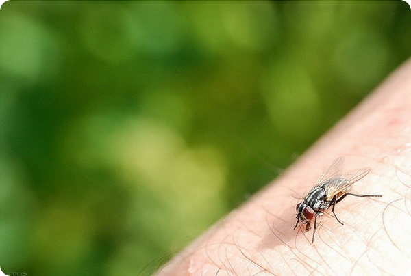 Комнатная муха (лат. Musca domestica)
