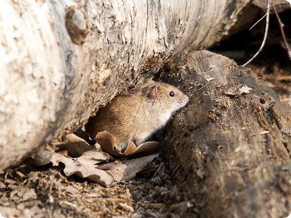 Полевая мышь (лат. Apodemus agrarius)