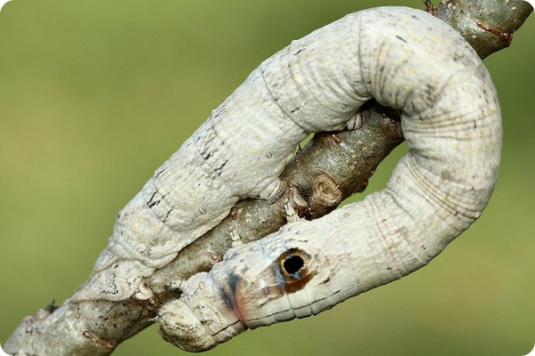 Тутовый шелкопряд (лат. Bombyx mori)