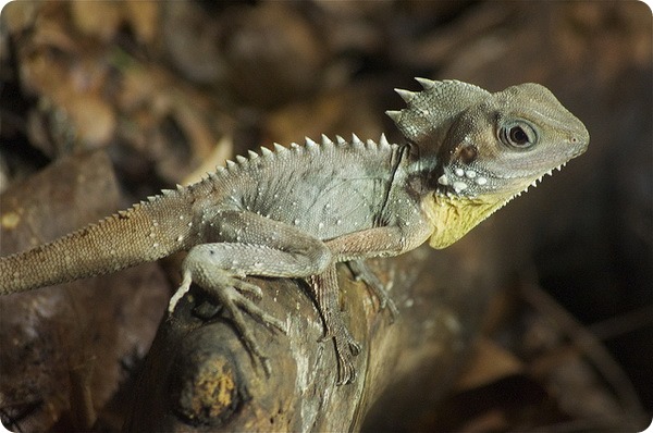 Австралийский лесной дракон (лат. Hypsilurus boydii)