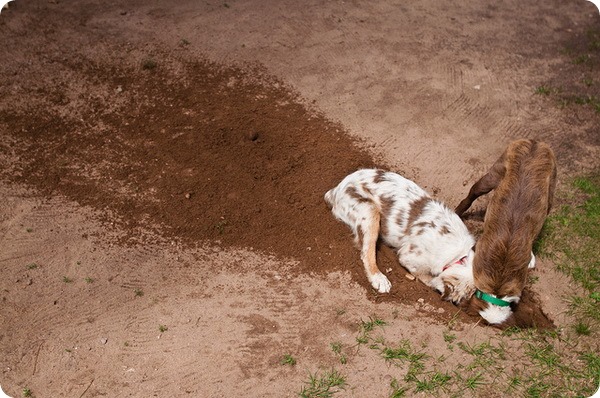 Почему собаки роют землю?