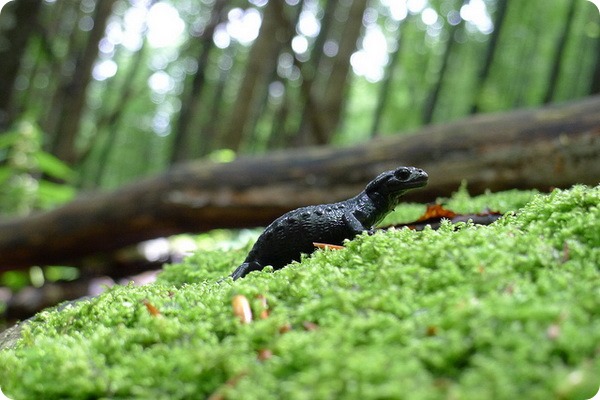 Альпийская саламандра (лат. Salamandra atra)