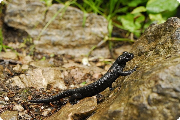 Альпийская саламандра (лат. Salamandra atra)