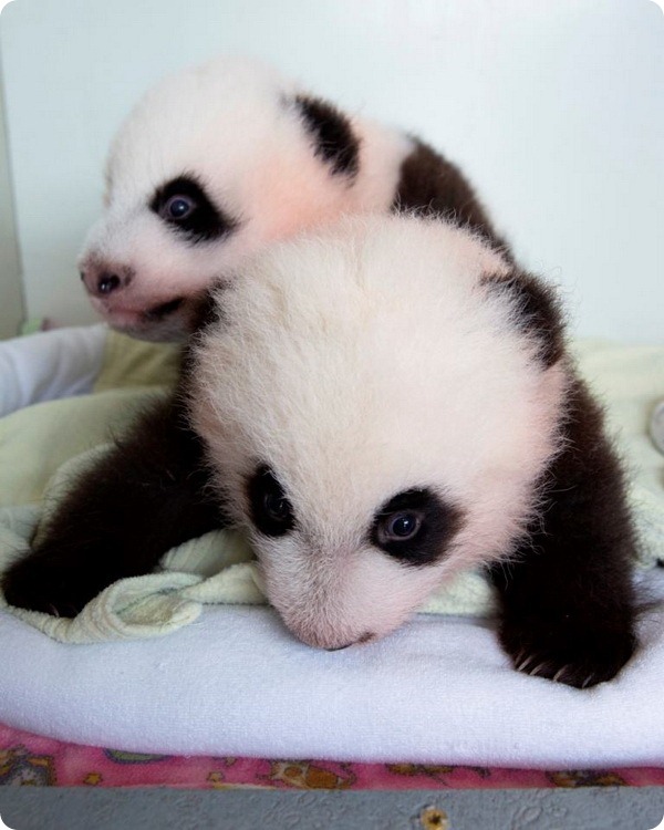 Панды-двойняшки из зоопарка Атланты получили имена