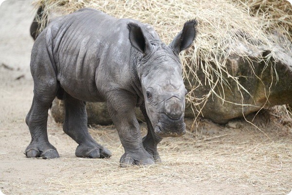 Зоопарк Тампы представил нового детеныша носорога