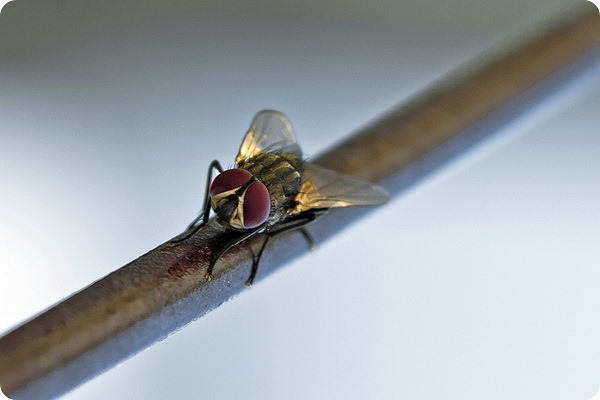 Комнатная муха (лат. Musca domestica)