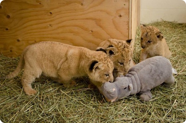В зоопарке Орегона подрастают маленькие львята