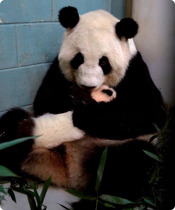 Панды-двойняшки из зоопарка Атланты получили имена