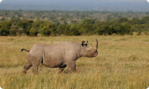 Черный носорог (лат. Diceros bicornis)