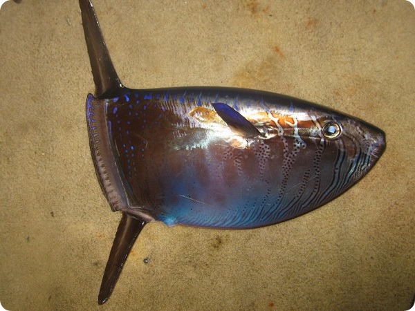 Овальная луна-рыба, или ранцания (лат. Ranzania laevis)