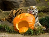 Хэллоуин и день рождения для амурских тигров