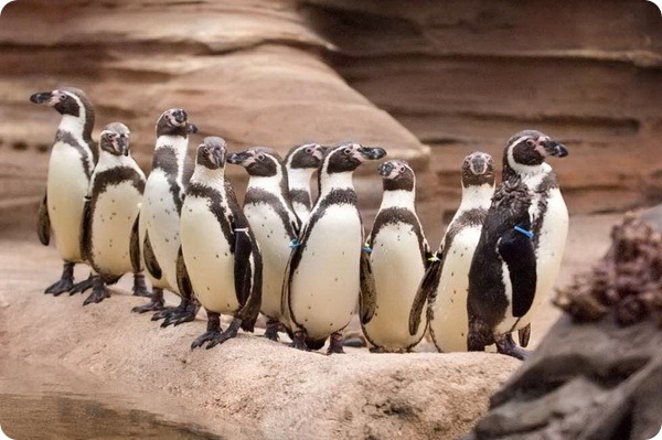 В зоопарке Канзас-Сити открылся «Пингвиний рай»
