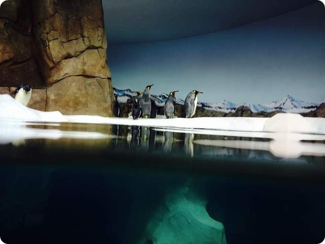 В зоопарке Канзас-Сити открылся «Пингвиний рай»