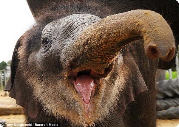 Смешной слоненок из зоопарка Уипснейда