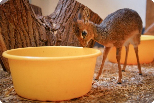 Зоопарк Честера представил детеныша антилопы дик-дик