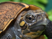 Аквариума Теннесси представил вьетнамских черепах