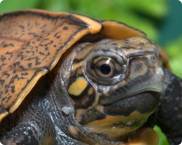 Аквариума Теннесси представил вьетнамских черепах