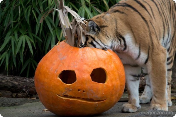 Хэллоуин и день рождения для амурских тигров 