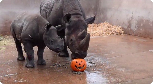 Животные зоопарка Честера отпраздновали Хэллоуин