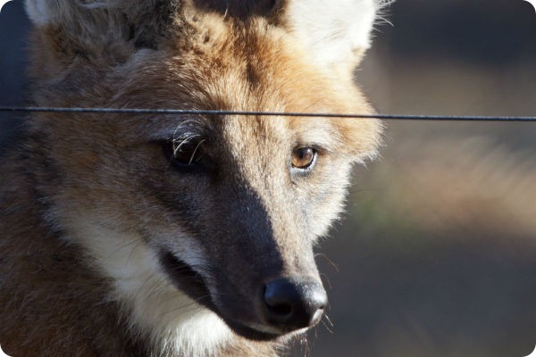 Зоопарк Денвера представил пару гривистых волков