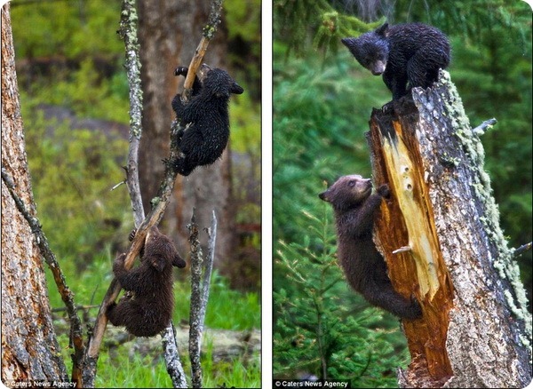 Медвежье семейство в горах на западе штата Вайоминг