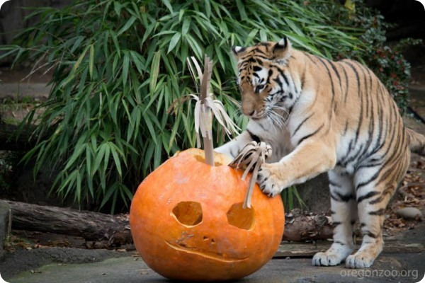 Хэллоуин и день рождения для амурских тигров 