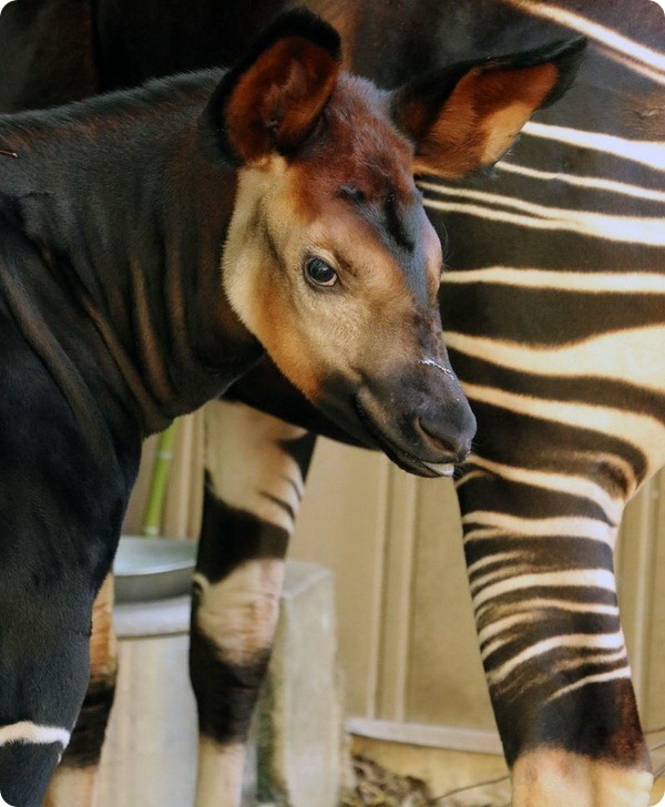 Зоопарк Далласа представил 36-го детеныша окапи