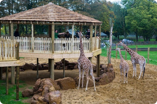 Жирафы из зоопарка Уипснейд отпраздновали новоселье
