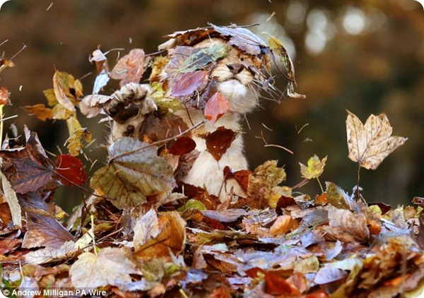 Львенок, который любит играть с опавшими листьями