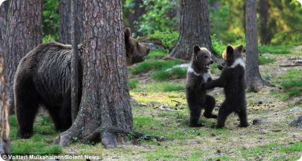 Танцующие медвежата из Финляндии