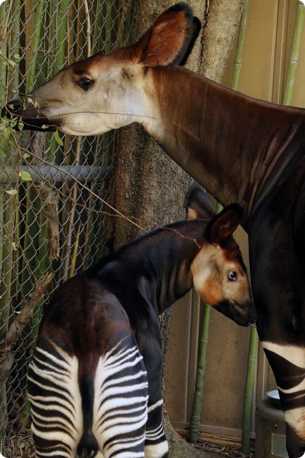 Зоопарк Далласа представил 36-го детеныша окапи