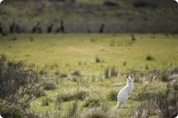 В дикой природе обнаружен кенгуру-альбинос