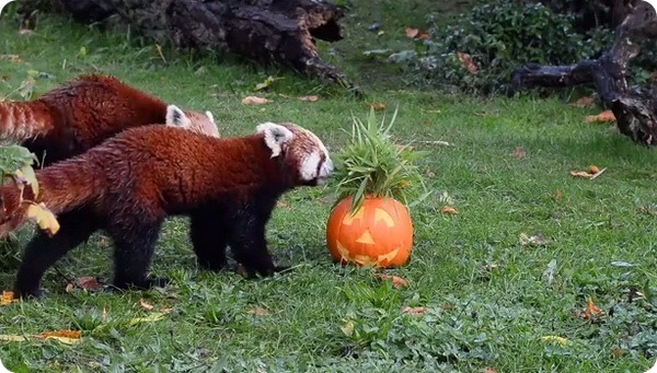Животные зоопарка Честера отпраздновали Хэллоуин