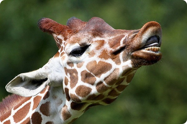 Жирафы из зоопарка Уипснейд отпраздновали новоселье