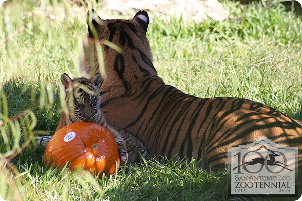 Зоопарк Сан-Антонио представил суматранских тигрят