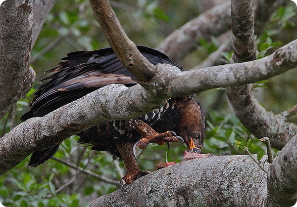 Венценосный орел (лат. Stephanoaetus coronatus)