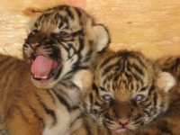 В зоопарке Литл-Рок родились малайские тигрята