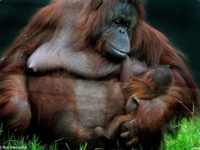 В Уорикшире у самки орангутана родился детеныш