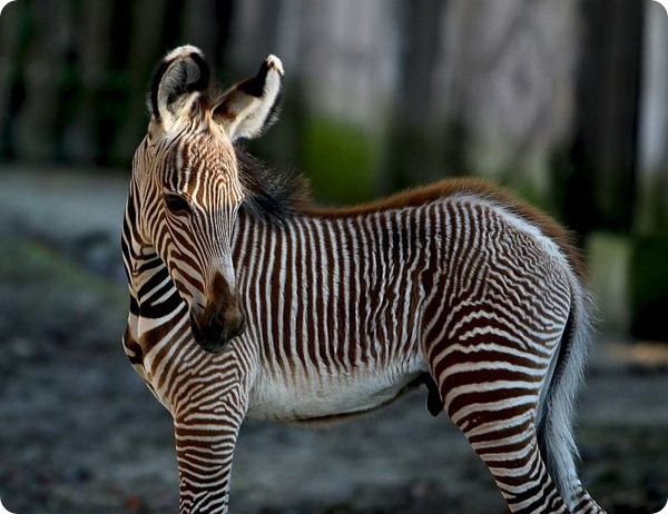 В бельгийском зоопарке родился детеныш зебры Греви