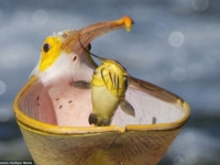 Розовый пеликан-виртуоз